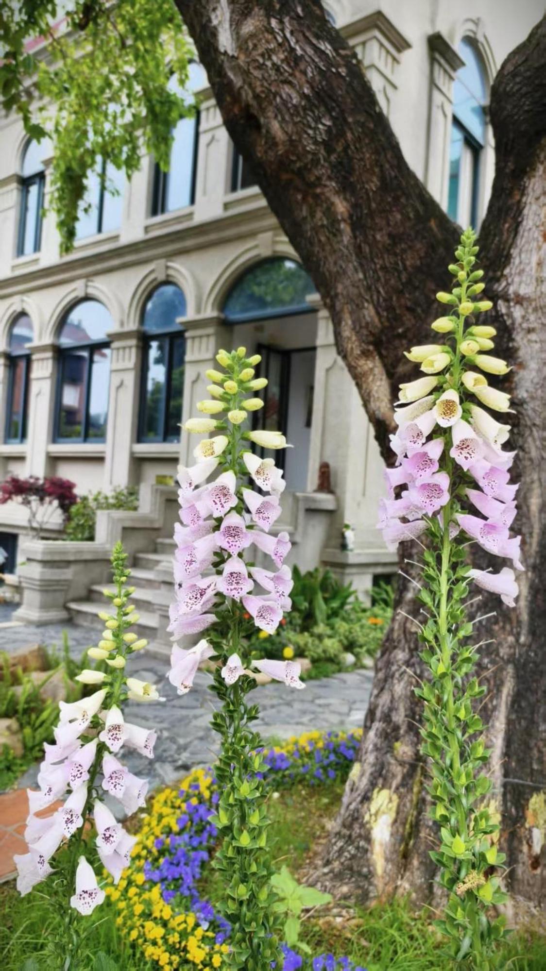 Xiamen Gulangyu Heitan Hotel Dış mekan fotoğraf